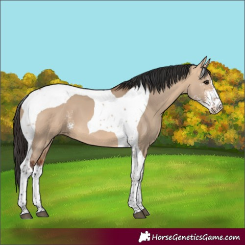 Horse Color:Bay Dun Sabino Tobiano 