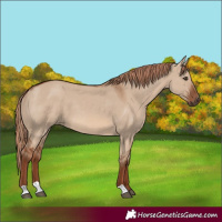 Horse Color:Red Dun 