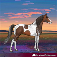 Horse Color:Bay Sabino Tobiano