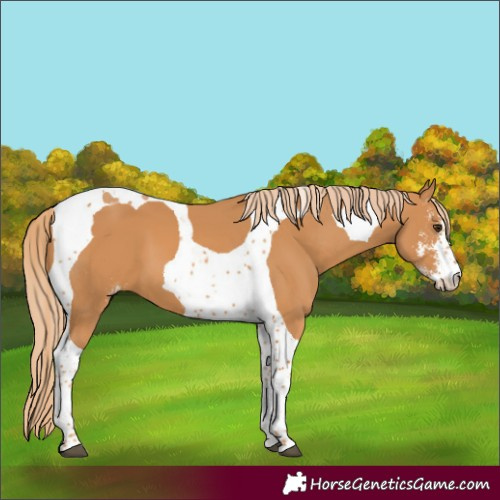 Horse Color:Chestnut Sabino Tobiano 