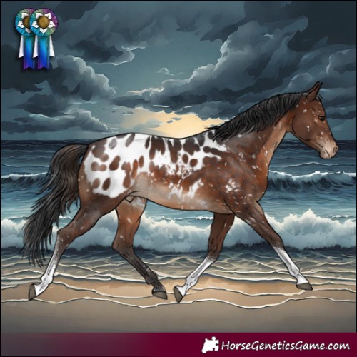Horse Color:Brown Tobiano Appaloosa Rabicano