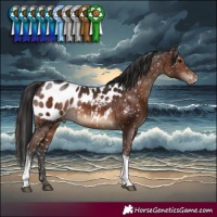 Horse Color:Brown Tobiano Near Leopard Rabicano