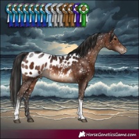 Horse Color:Brown Tobiano Near Leopard Rabicano