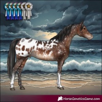 Horse Color:Brown Tobiano Near Leopard Rabicano 