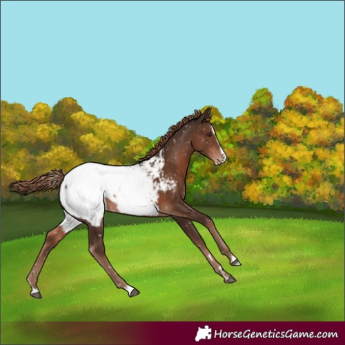 Horse Color:Liver Chestnut Splash Appaloosa 