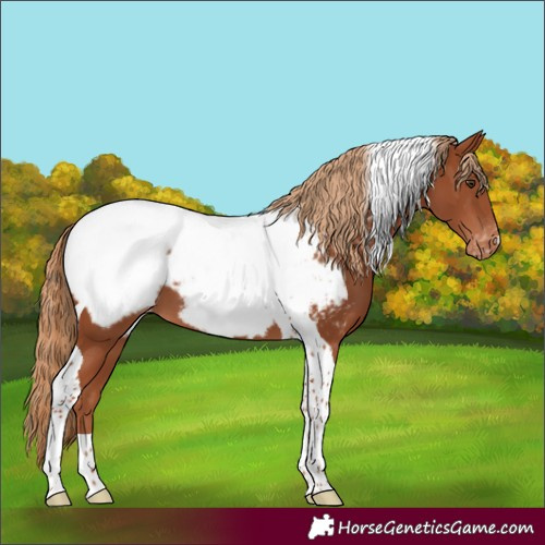 Horse Color:Chestnut Tobiano Snowcap