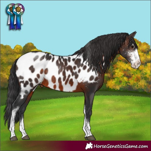 Horse Color:Brown Sabino Tobiano Appaloosa Rabicano 
