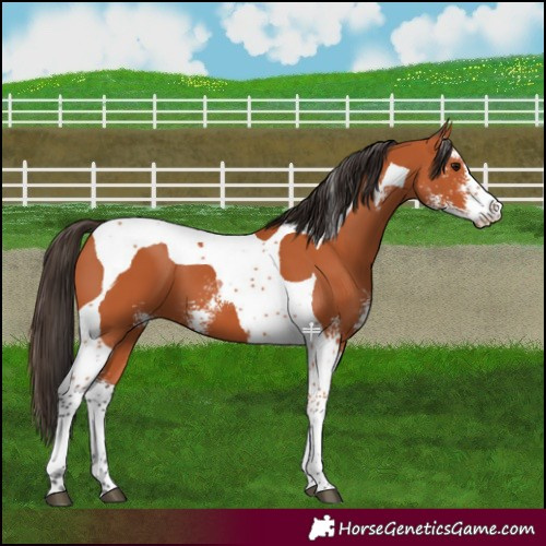 Horse Color:Bay Sabino Tobiano 