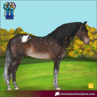 Horse Color:Brown Mushroom Tobiano Appaloosa 