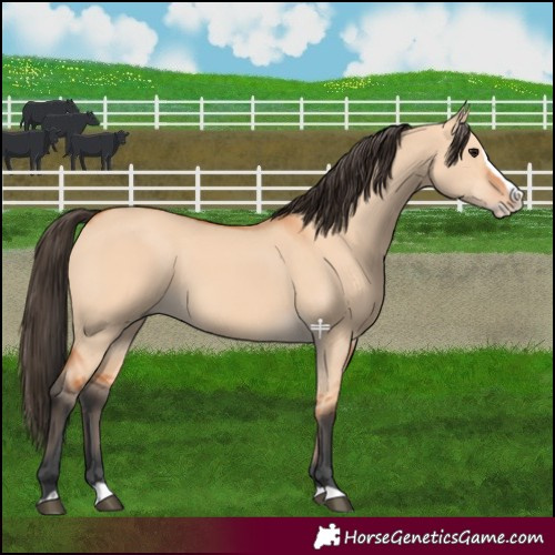 Horse Color:Bay Dun Splash