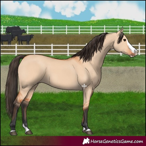 Horse Color:Bay Dun Splash