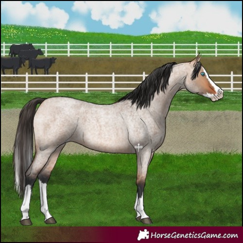 Horse Color:Bay Roan Dun Splash