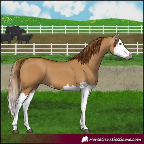 Horse Color:Gray Red Dun Splash