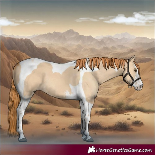 Horse Color:Red Dun Sabino Tobiano