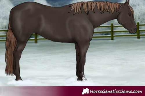 Horse Color:Liver Chestnut Rabicano 