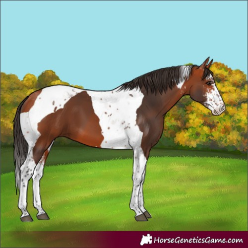 Horse Color:Bay Sabino Tobiano 