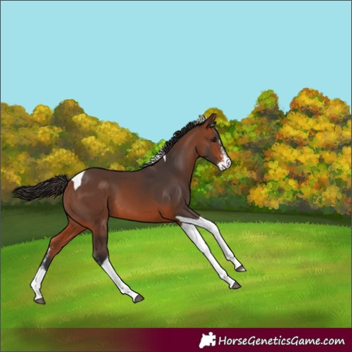 Horse Color:Bay Sabino Tobiano