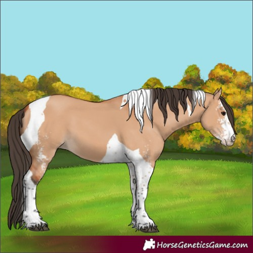 Horse Color:Bay Dun Sabino Tobiano