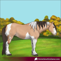 Horse Color:Bay Dun Sabino Tobiano