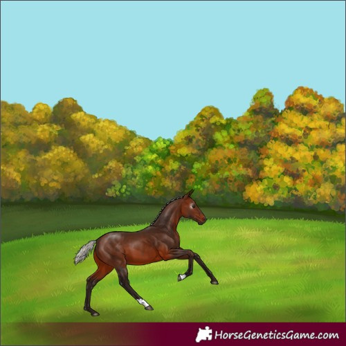 Horse Color:Gray Silver Bay 