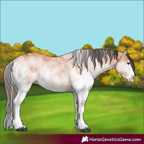 Horse Color:White Spotted Bay Splash and White Spotted Bay Splash