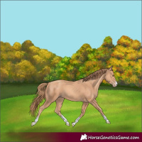 Horse Color:Gold Champagne