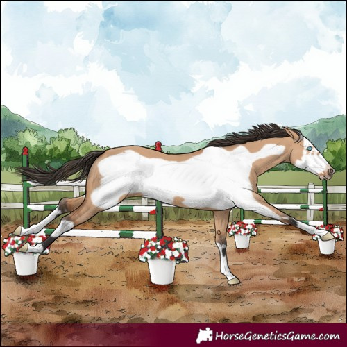 Horse Color:Bay Dun Frame