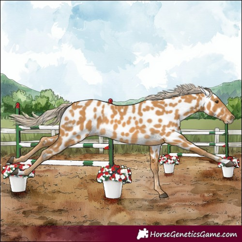 Horse Color:Palomino Appaloosa