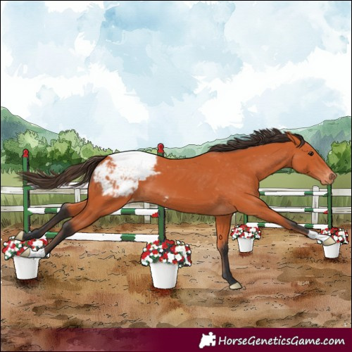 Horse Color:Bay Appaloosa