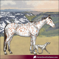 Horse Color:Bay Near Leopard