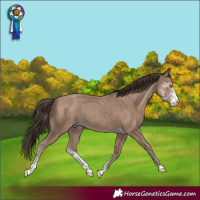 Horse Color:Classic Champagne Sabino 