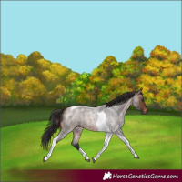 Horse Color:Brown Roan Tobiano 