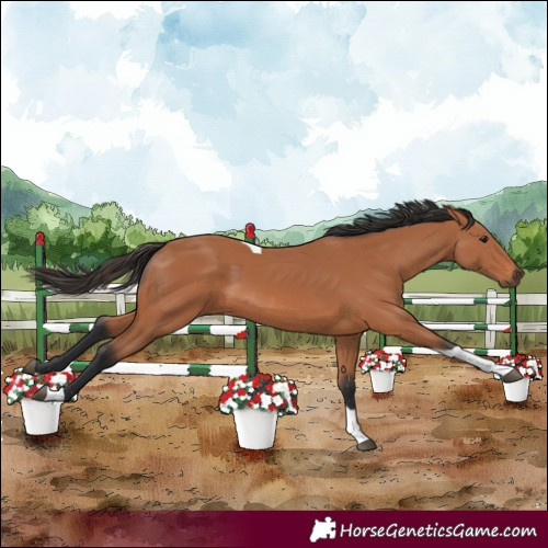 Horse Color:Bay Tobiano
