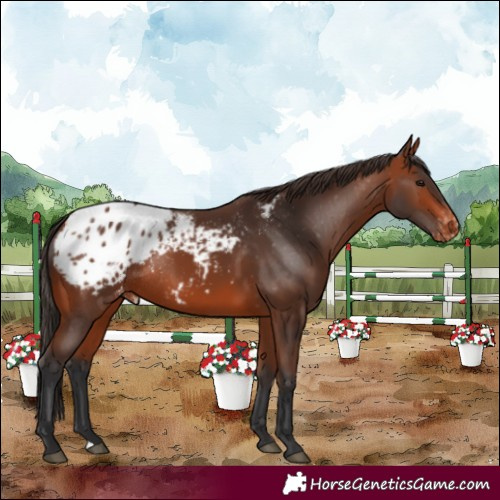Horse Color:Bay Appaloosa Rabicano 