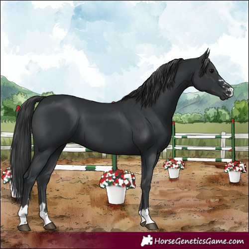 Horse Color:Black