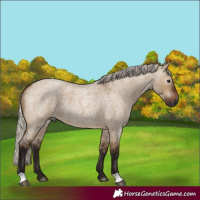 Horse Color:Gray Silver Bay Roan Dun Rabicano