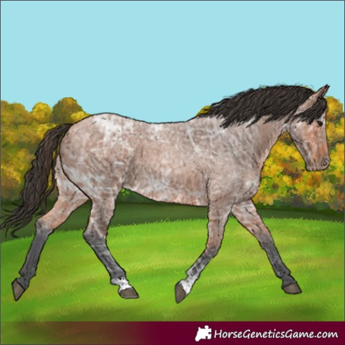 Horse Color:Bay Ice Roan 
