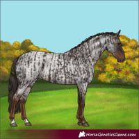 Horse Color:Liver Chestnut and Liver Red Roan