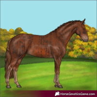Horse Color:Liver Chestnut  and Chestnut 