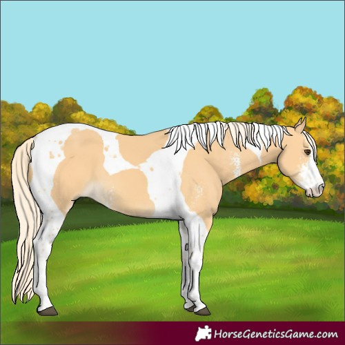 Horse Color:Palomino Sabino Tobiano