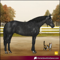 Horse Color:Black  and Gray Black 