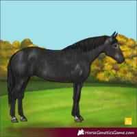 Horse Color:Black and Gray Black