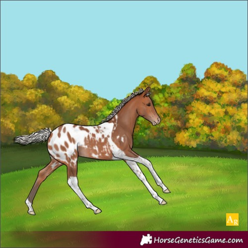 Horse Color:Silver Bay Tobiano Appaloosa Rabicano 