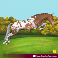 Horse Color:Silver Bay Tobiano Near Leopard Rabicano