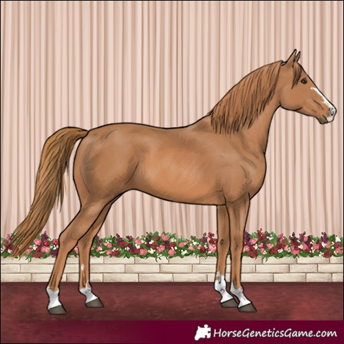 Horse Color:Chestnut 