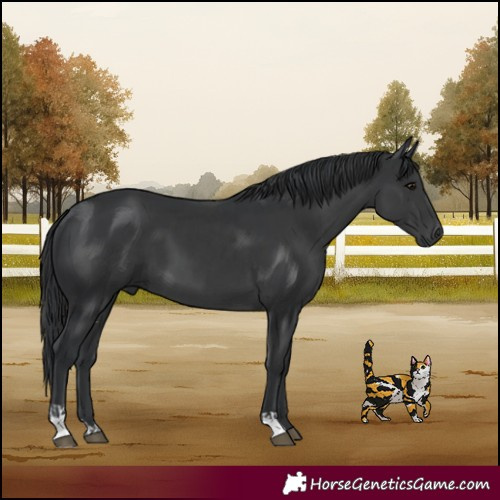 Horse Color:Black  and Black 