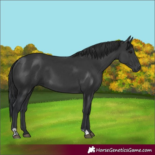 Horse Color:Black and Black