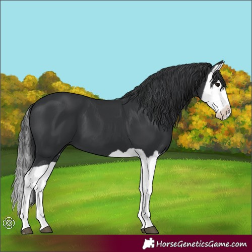 Horse Color:Black Splash 