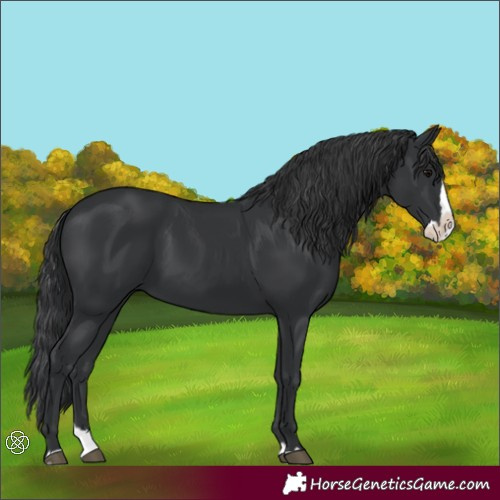 Horse Color:Black Splash