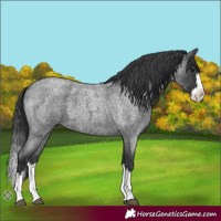 Horse Color:Blue Roan Splash 